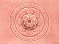 C-50 Cherry Blossom by Amaco