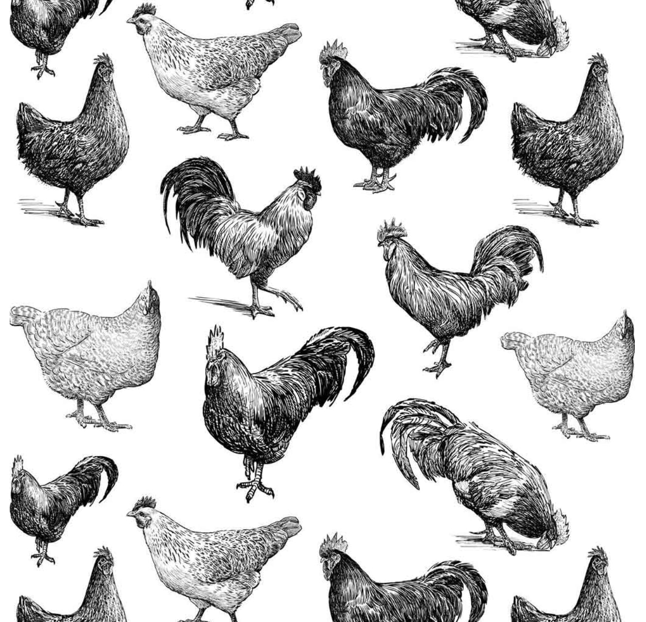 Underglaze Transfer - Chickens
